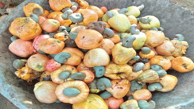 cashew: ఆరంభం అ‘ధర’హో