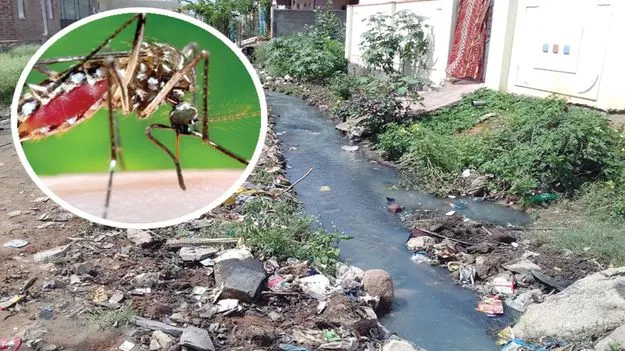 డెంగీ డేంజర్‌ బెల్స్‌