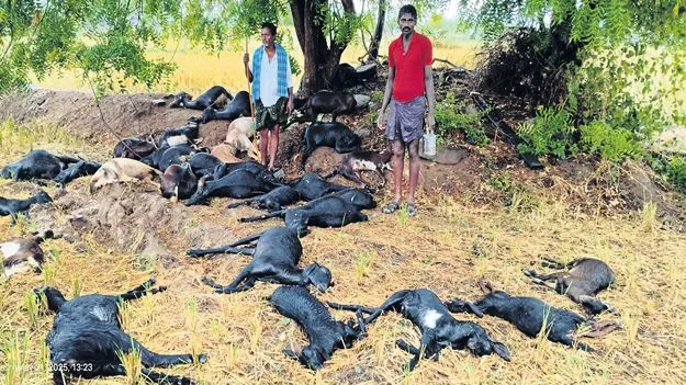 పిడుగుపాటుకు 56 మూగజీవాలు మృత్యువాత