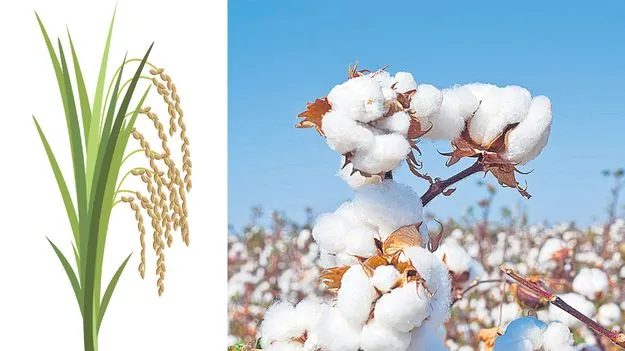 Agriculture: అన్నదాతకు మద్దతు!