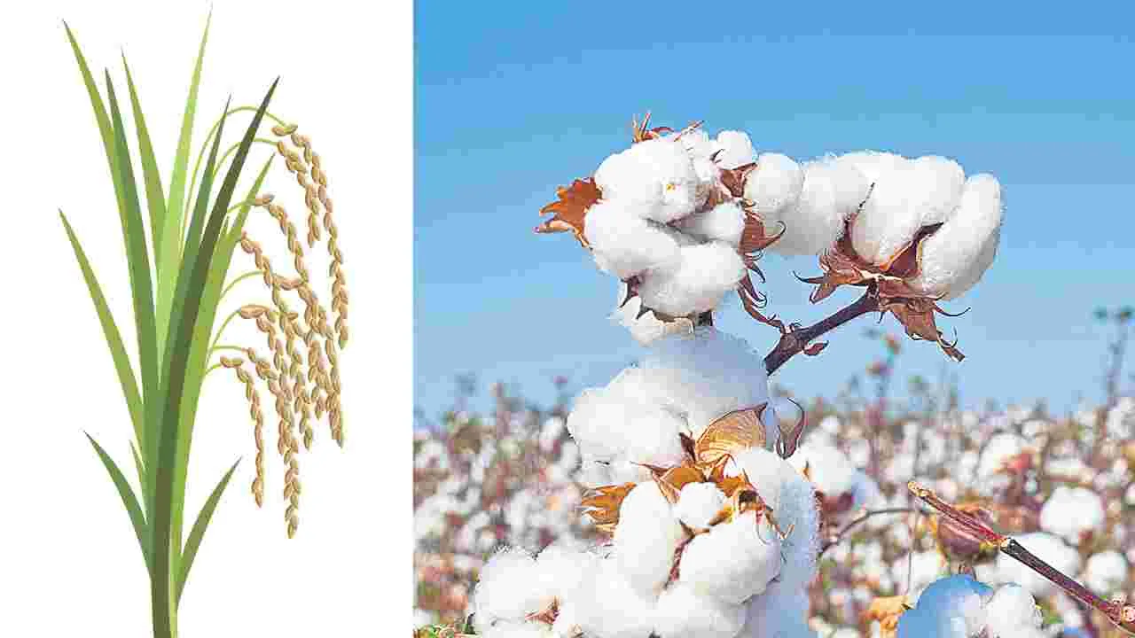 Agriculture: అన్నదాతకు మద్దతు!