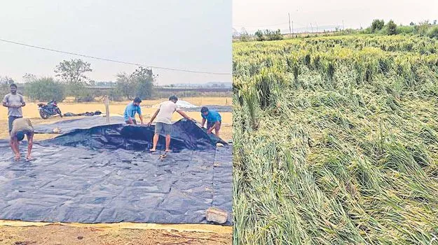 Crop Loss: అకాల వర్షం.. తడిసిన ధాన్యం..