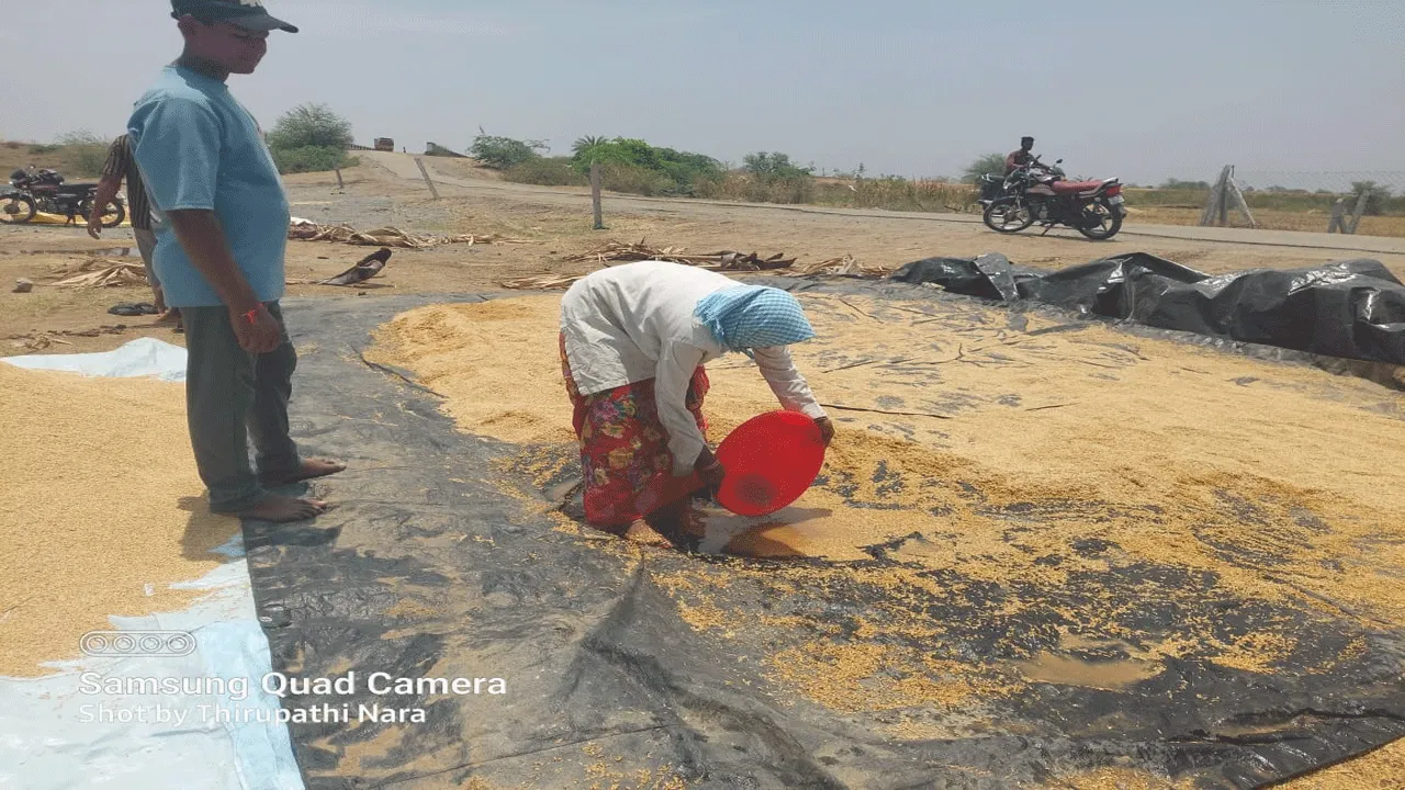 అకాల వర్షం..కర్షకులకు కష్టం