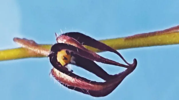 వికసించిన ‘బ్రాకిస్టెల్మా’