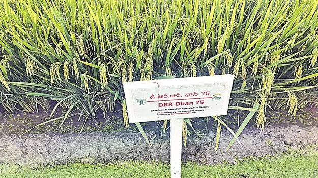 Agriculture Research: ఎకరానికి 68 బస్తాలు!