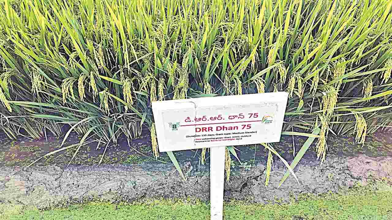 Agriculture Research: ఎకరానికి 68 బస్తాలు!