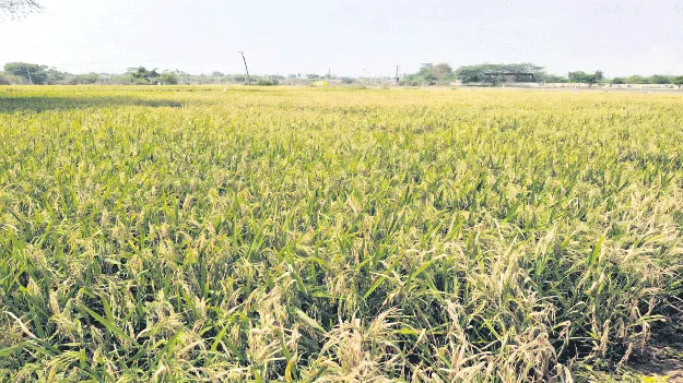 వరికి వడగళ్ల గండం