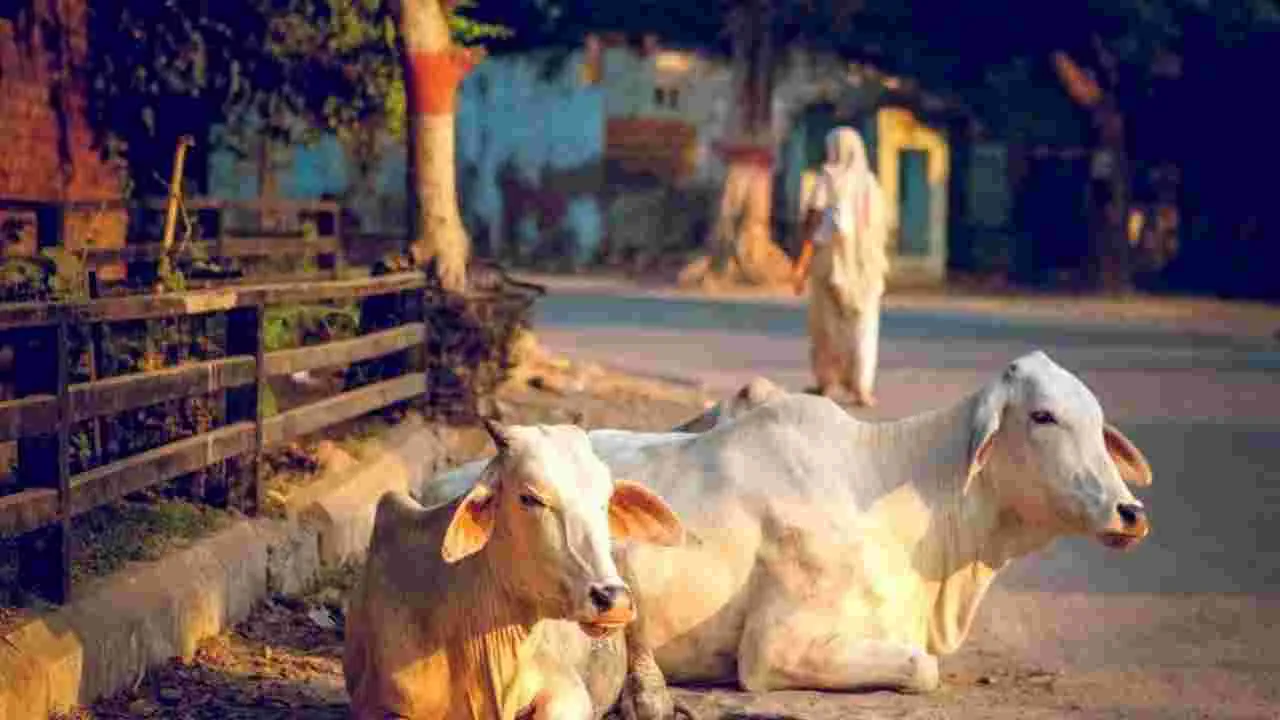 Nagpur: గోసంరక్షణకు ‘ఆర్‌సీ ప్లాస్టో’ సాయం