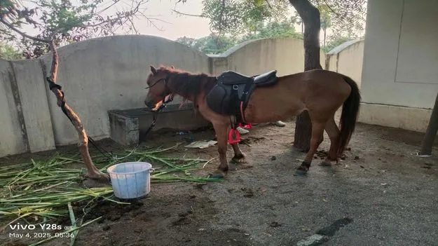 పోలీసులను చూసి గుర్రం, బైక్‌ వదిలి పరార్‌ 
