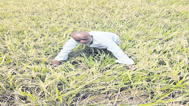 పరిహారం అందేనా..