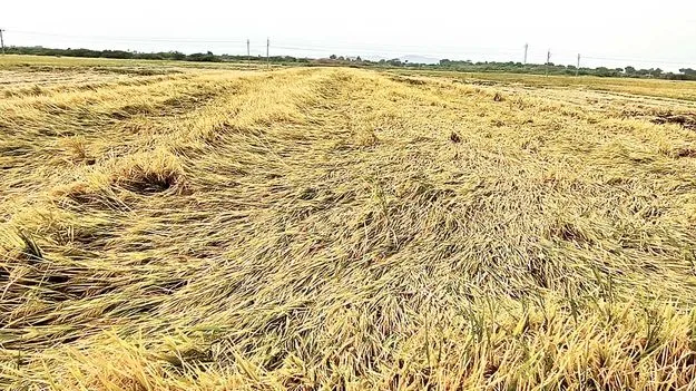 మద్దతు ధర ఏదీ..?