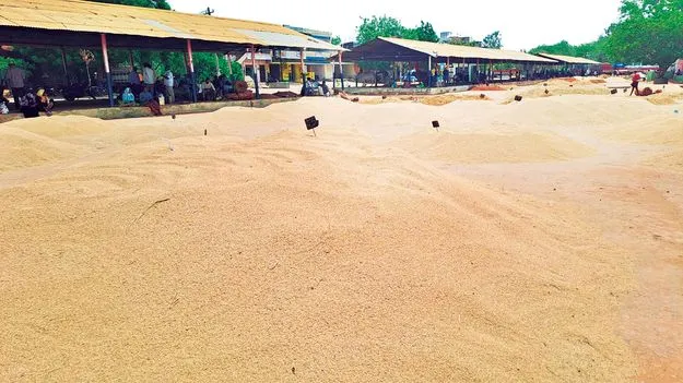 నత్తనడకన  ధాన్యం కొనుగోళ్లు