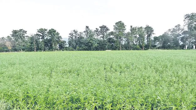 సేంద్రీయ వ్యవసాయానికి పెద్దపీట