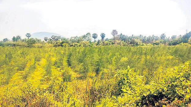 వైసీపీ నేత భూ మాయ