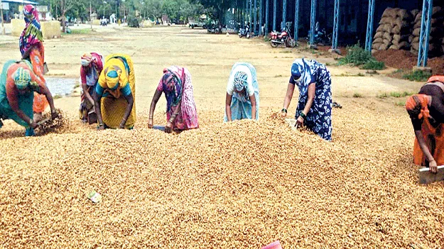 ఆదోని మార్కెట్‌లో ఆగని వేరుశనగ గ్రేడింగ్‌