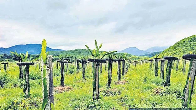 హార్టికల్చర్ హబ్గా మన్యం