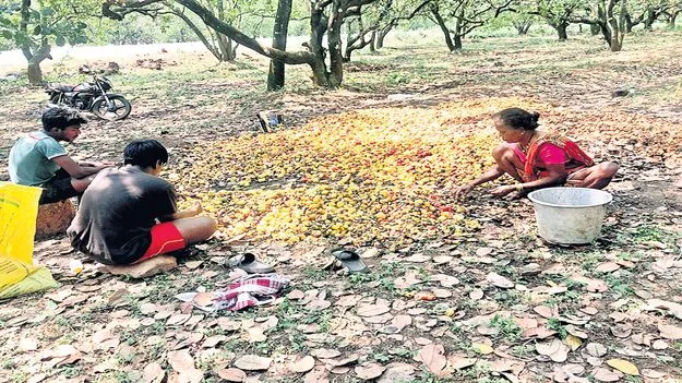 జీడిమామిడి రైతు డీలా