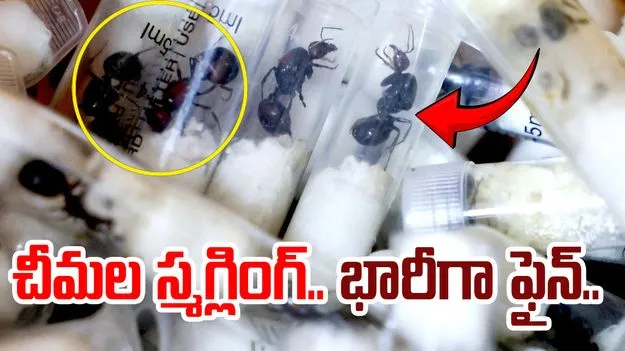 Ant Smuggling Case: చీమల కోసం చీకటి వ్యాపారం..జైలు బాట పట్టిన యువకులు