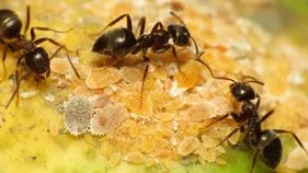 Prathyekam : ఈ చీమ చాలా స్పెషల్ గురూ.. వీటి ధర తెలిస్తే నోరెళ్లబెడతారు.. 