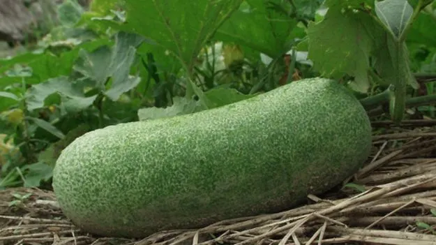 Ash Gourd Juice: మీరు ఎప్పుడైనా బూడిద గుమ్మడికాయ జ్యూస్ తాగారా? దాని ప్రయోజనాలు తెలిస్తే అస్సలు వదిలిపెట్టరు..