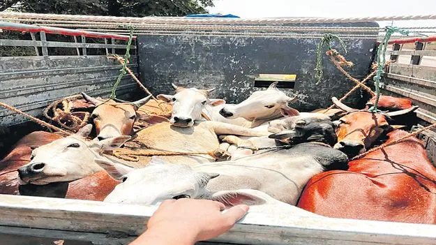 అయ్యో పాపం మూగజీవం!