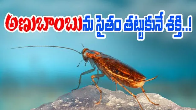 Cockroach: అణుబాంబు రేడియేషన్‌ను తట్టుకునే జీవి ఏదో తెలిస్తే.. 