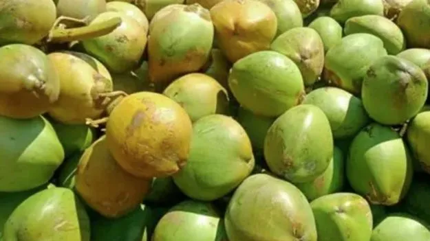 Coconut: కొబ్బరికాయ కొనేటపుడు ఈ 4 విషయాలు గుర్తు పెట్టుకోండి..