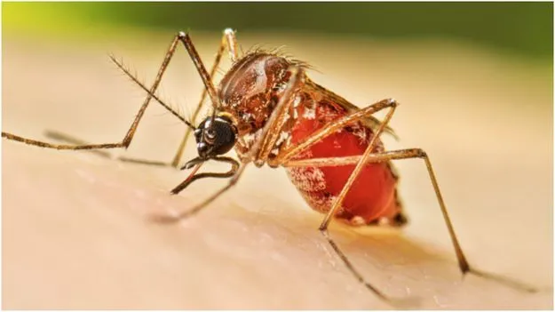 Dengue: డెంగ్యూ వచ్చినప్పుడు ఏమి తినాలి..  ఏమి తినకూడదు.. ఈ ముఖ్య విషయాలు తెలుసుకోండి..