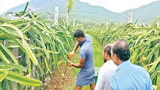 ఉద్యాన పంటలకు ఊతం