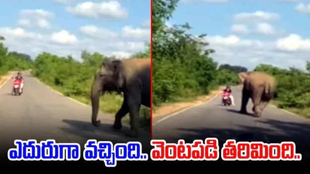 Elephant Viral Video: రోడ్డు మధ్యలో ఏనుగు.. ఎదురుగా వచ్చిన స్కూటరిస్ట్.. చివరకు..