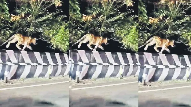 Leopard: తిరుమల మొదటి ఘాట్‌లో చిరుత కలకలం