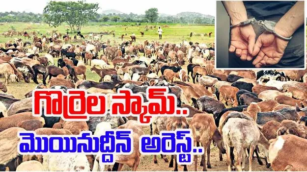ACB: గొర్రెల స్కామ్.. దళారి మొయినుద్దీన్ అరెస్ట్..