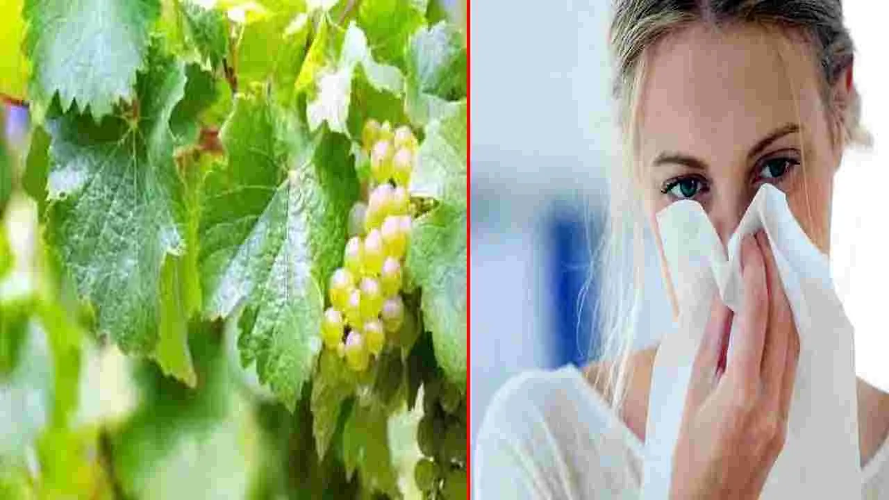 Summer Health Tips: వేసవిలో ముక్కు నుంచి రక్తం కారుతోందా.. అయితే ఇలా చేయండి..