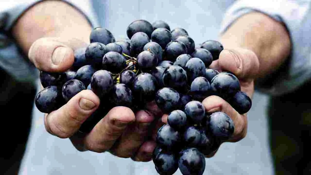 Brain Health: మీ బ్రెయిన్ షార్ప్‌గా మారాలంటే.. ఈ 6 ఆహారాలు తీసుకోండి చాలు.. 