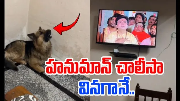 Viral Video: హనుమాన్ చాలీసా రాగానే ఈ కుక్క ఎలా స్పందిస్తుందో చూడండి.. 