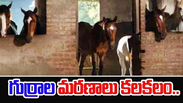 HPSL: ఐపీఎల్ తరహాలో హార్స్ పవర్ స్పోర్ట్స్ లీగ్