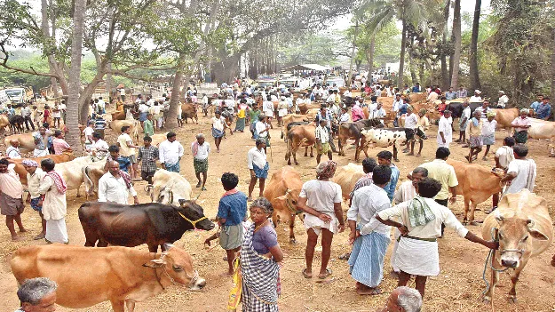 Crossing the country దేశం దాటిస్తున్నారు