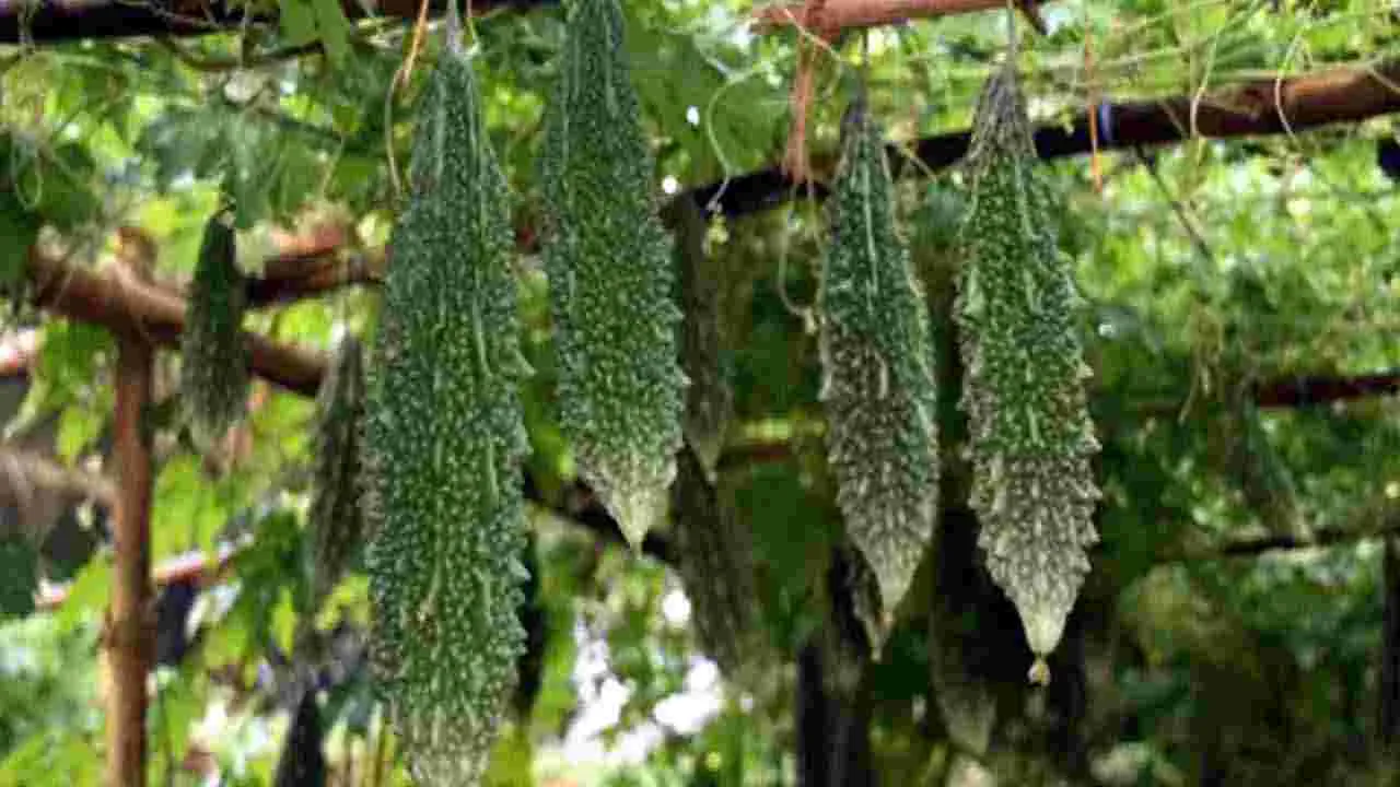 Papaya: బొప్పాయి తిన్న తర్వాత.. ఈ 9 పదార్థాలను అస్సలు తినొద్దు..