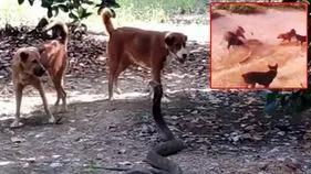 Cobra vs Dogs: కింగ్ కోబ్రాతో కుక్కల డేంజరస్ గేమ్.. చివరికి జరిగింది చూస్తే..