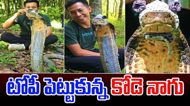 King Cobra: కోడె నాగును ఇంత ముద్దుగా ఎప్పుడూ చూసుండరు..