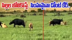 Buffalo VS Lion Video: సింహమైనా డోంట్ కేర్.. ఈ తల్లి గేదె టాలెంట్ చూస్తే.. 