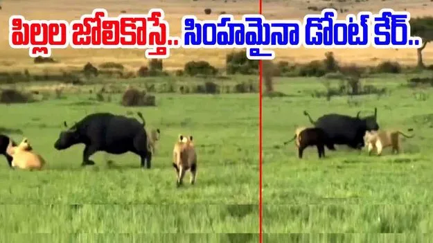Buffalo VS Lion Video: సింహమైనా డోంట్ కేర్.. ఈ తల్లి గేదె టాలెంట్ చూస్తే..