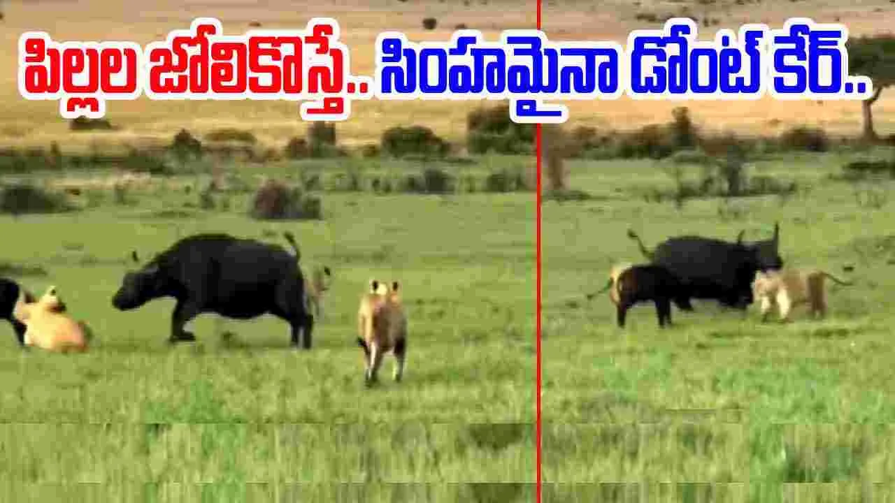 Buffalo VS Lion Video: సింహమైనా డోంట్ కేర్.. ఈ తల్లి గేదె టాలెంట్ చూస్తే.. 