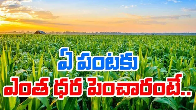 MSP Increase: ఏ పంటకు ఎంత మద్దతు ధర పెంచారంటే..