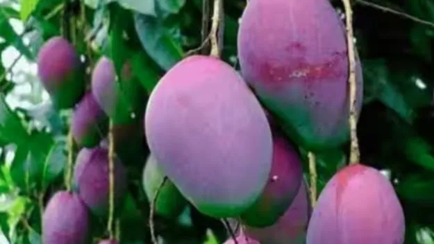 Mango: భారతదేశంలోని ఈ రాష్ట్రంలో పండించే మామిడి పండు.. ప్రపంచంలోనే అత్యంత ఖరీదైనది..