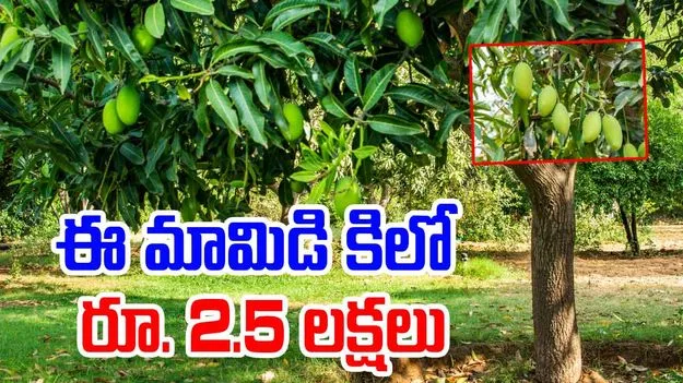 Khammam: ఈ మామిడి కిలో రూ.2.50లక్షలు