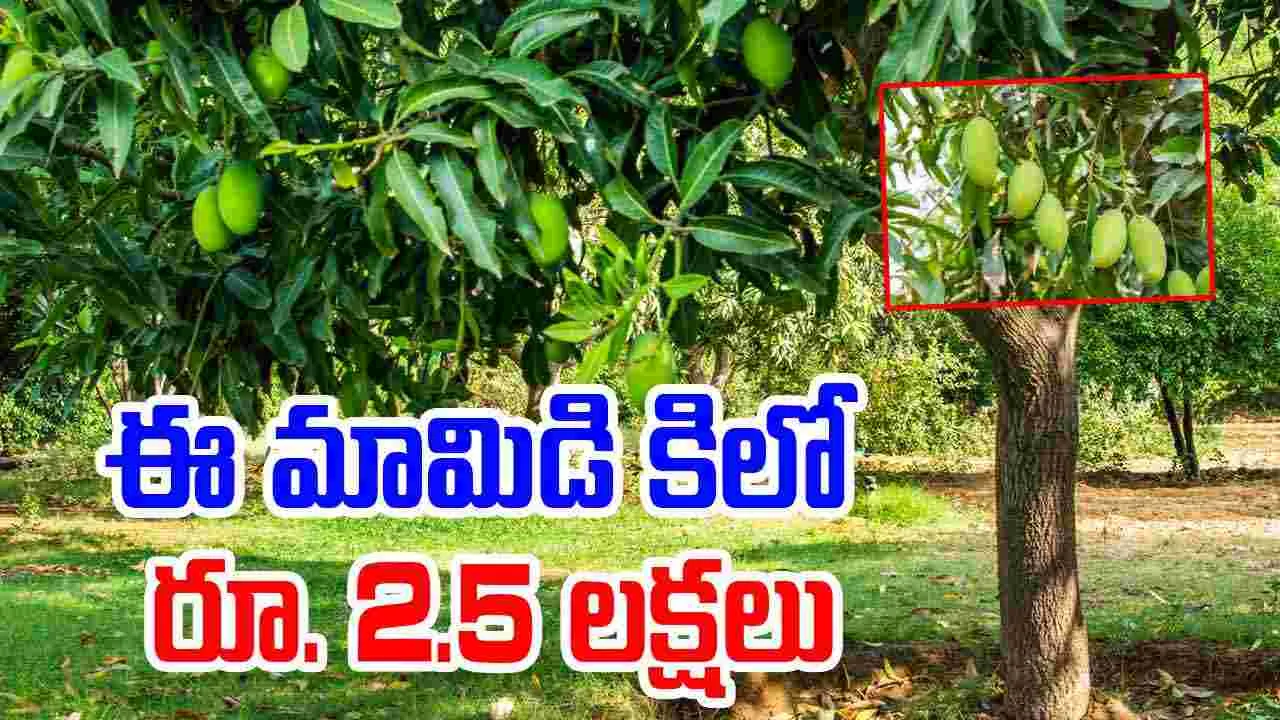 Khammam: ఈ మామిడి కిలో రూ.2.50లక్షలు