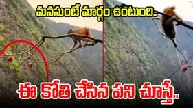 Monkey Funny Video: కొమ్మ చివరన కోతి.. పండు ఎలా కోసిందో చూస్తే.. 