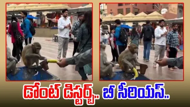 Monkey Funny Viral Video: లస్సీ తర్వాతే ఏదైనా.. ఈ కోతి నిర్వాకం చూస్తే.. నవ్వకుండా ఉండలేరు..
