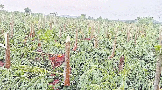 పశ్చిమంలో గాలివాన